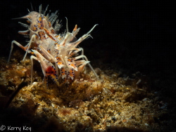 Tiger shrimp in Lembeh by Kerry Key 
